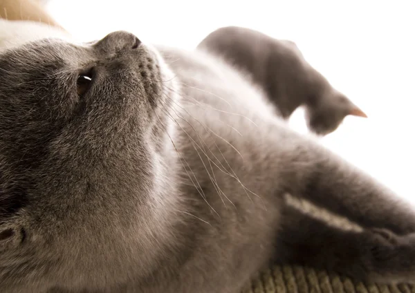 Cats on the bed — Stock Photo, Image