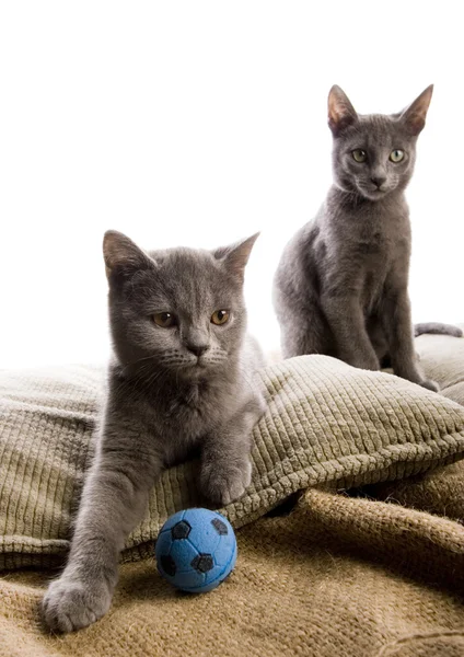 Cats on the bed — Stock Photo, Image