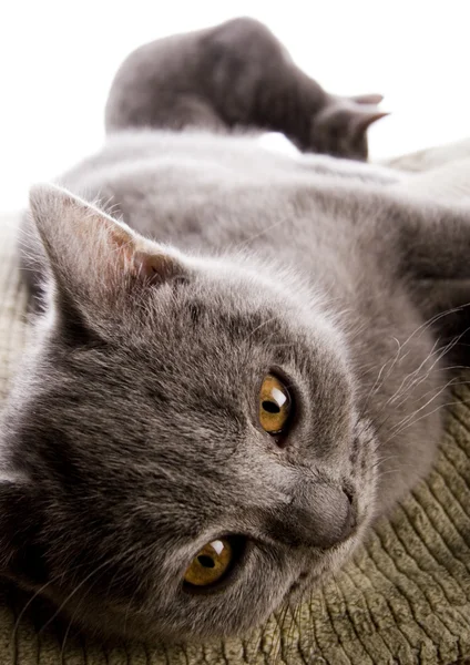 Gatos en la cama —  Fotos de Stock