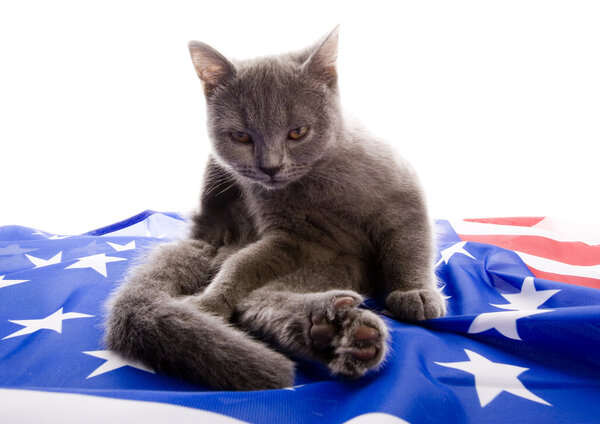 British Shorthair on U.S.A flag