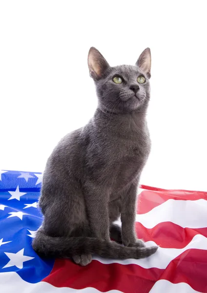 British Shorthair en la bandera de EE.UU. — Foto de Stock