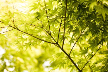 yaprakları arka plan