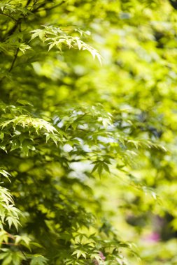 yaprakları arka plan