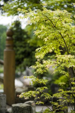 yaprakları arka plan