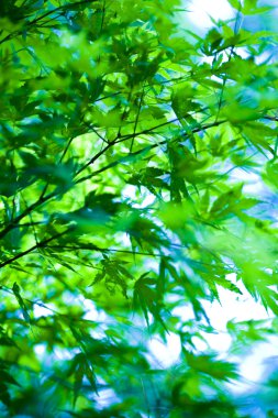 yaprakları arka plan