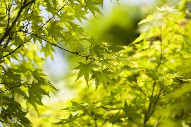 yaprakları arka plan