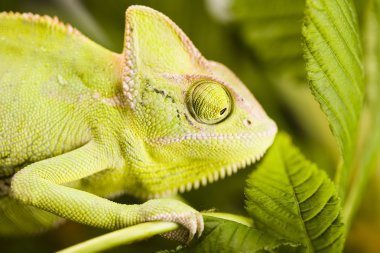 Bukalemun yaprak üzerinde