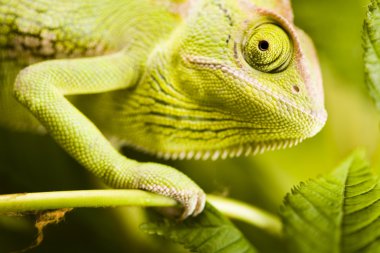 Bukalemun yaprak üzerinde