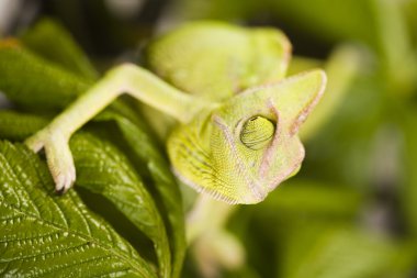 Bukalemun yaprak üzerinde