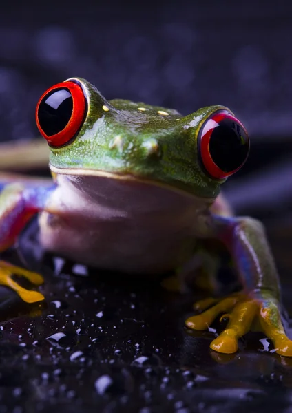 Frog closeup — Stock Photo, Image