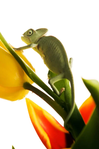 Chameleon on flower — Stock Photo, Image