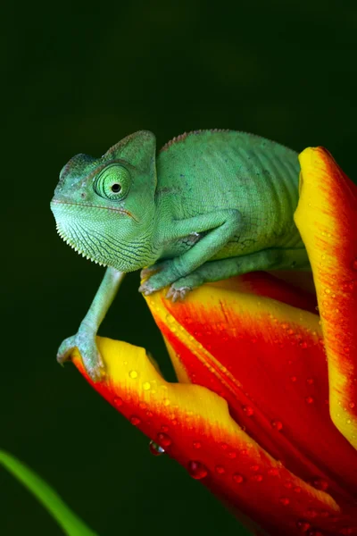 Chameleon na květ — Stock fotografie