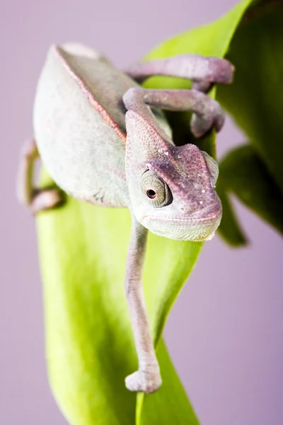 Chamäleon auf einem Ast — Stockfoto