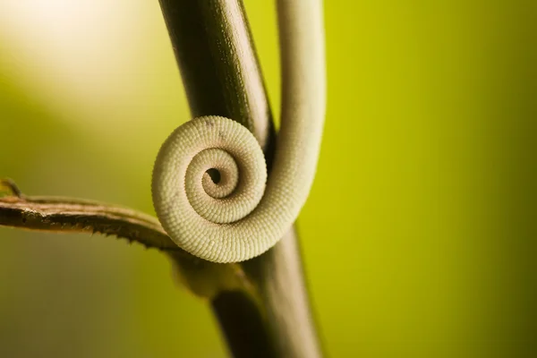 Tail of a chameleon — Stock Photo, Image