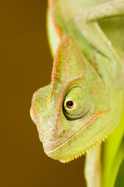 Chamäleon auf einem Ast — Stockfoto