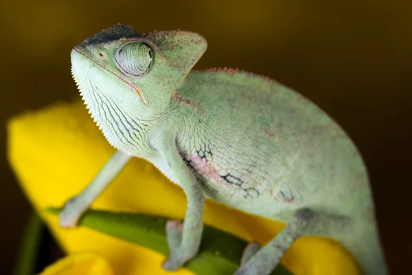 Chamäleon auf Blume — Stockfoto