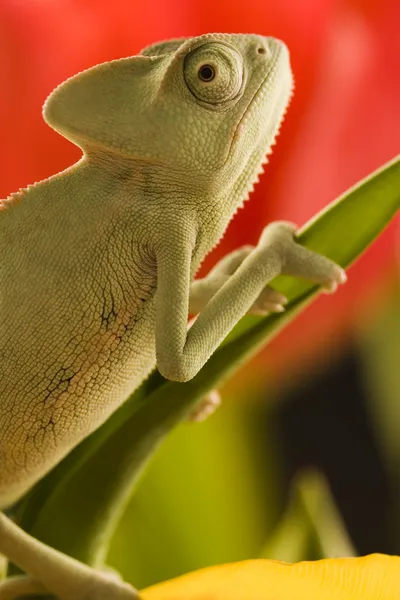 Camaleón en una rama —  Fotos de Stock