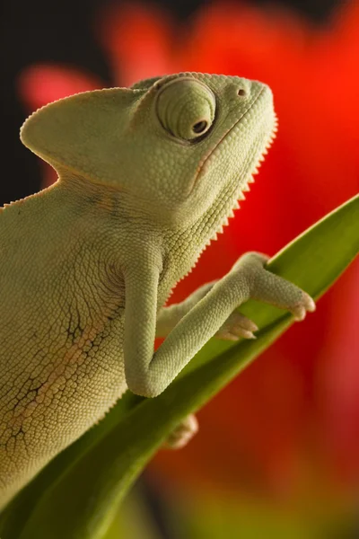 Chameleon on a branch — Stock Photo, Image
