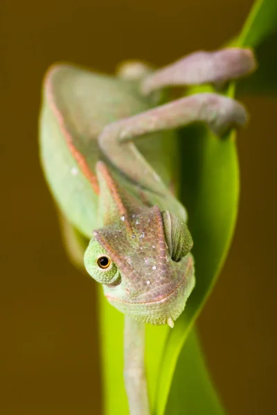 Camaleão em um ramo — Fotografia de Stock