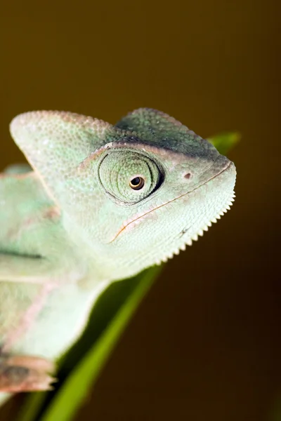 Chameleon na větvi — Stock fotografie