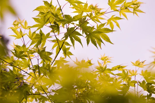 Leaves background — Stock Photo, Image