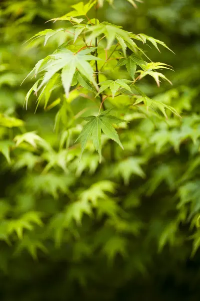 Leaves background — Stock Photo, Image