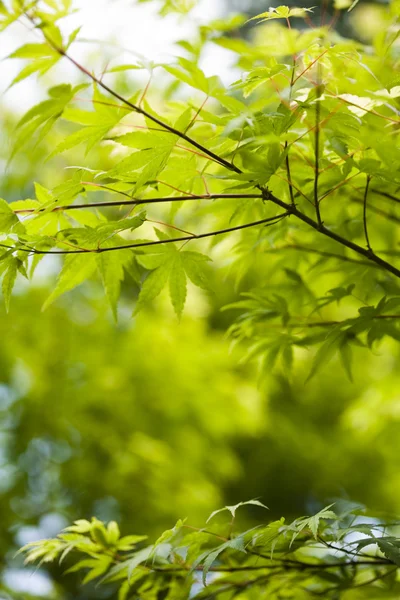 Leaves background — Stock Photo, Image