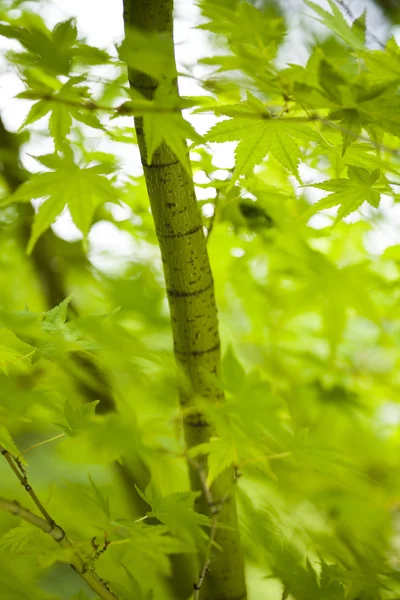 Leaves background — Stock Photo, Image