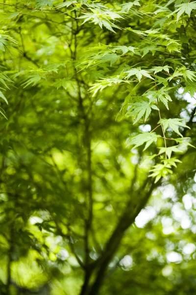 Leaves background — Stock Photo, Image