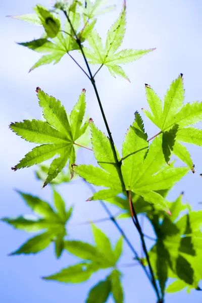 Leaves background — Stock Photo, Image