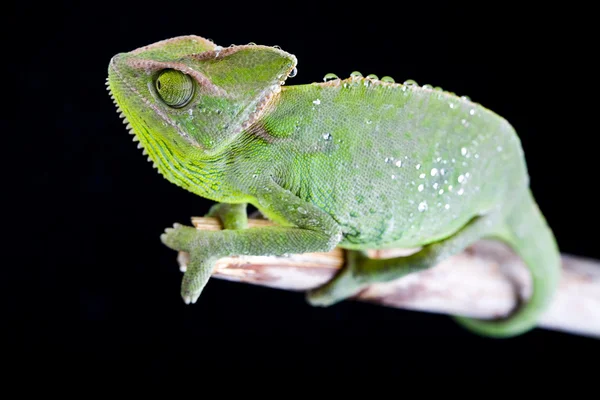 Chameleón — Stock fotografie