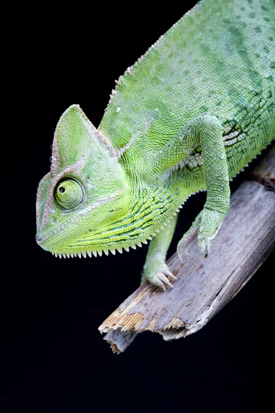 Chameleon — Stock Photo, Image