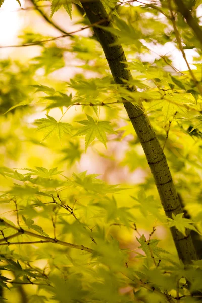 Leaves background — Stock Photo, Image