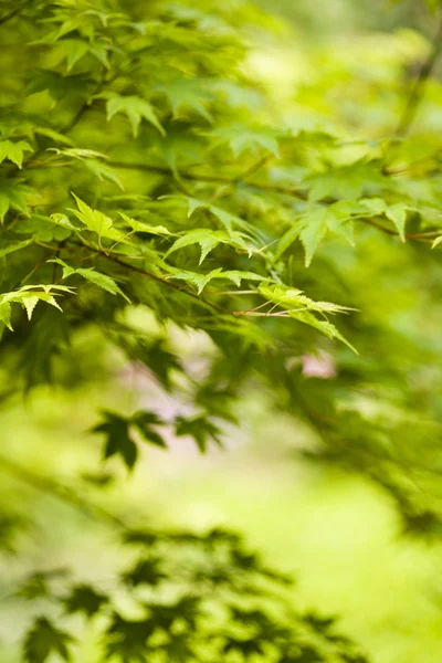 背景を葉します。 — ストック写真