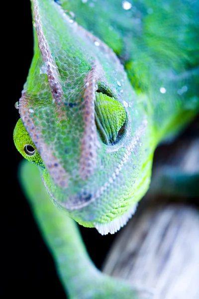 Kameleon — Zdjęcie stockowe