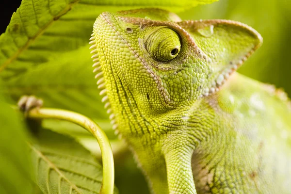 Chameleon na list — Stock fotografie