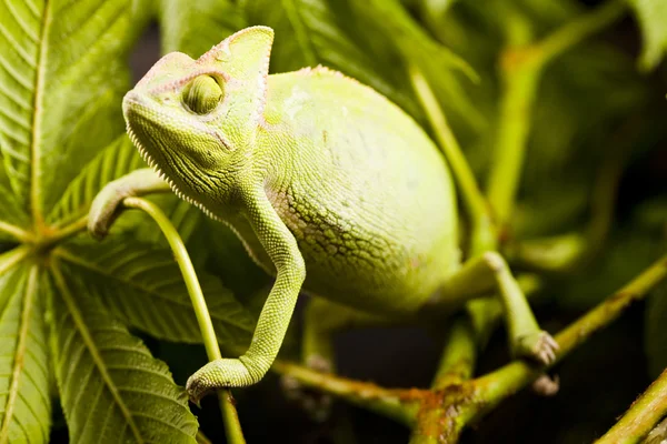 Chameleon na list — Stock fotografie