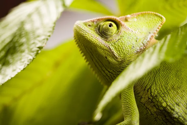 Chameleon on the leaf — Stock Photo, Image