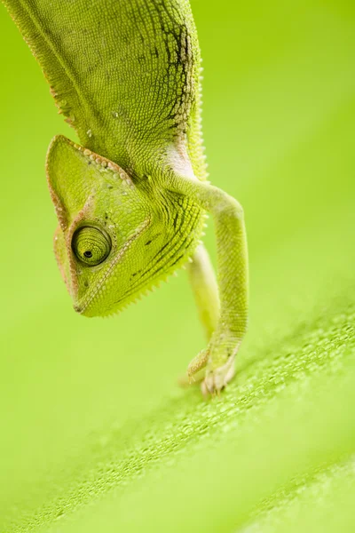 Chameleon — Stock Photo, Image