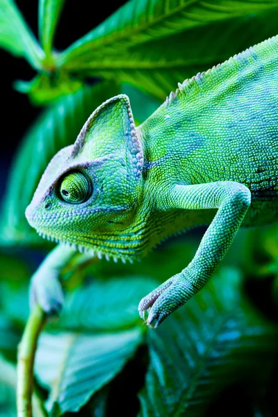 Chameleon na list — Stock fotografie