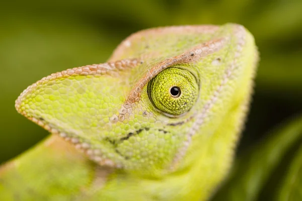 Chamäleon — Stockfoto