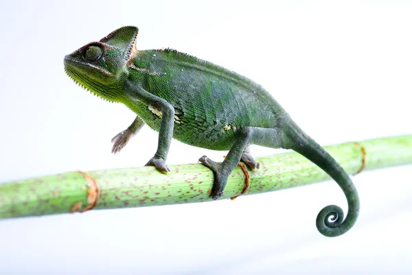 Chameleon — Stock Photo, Image