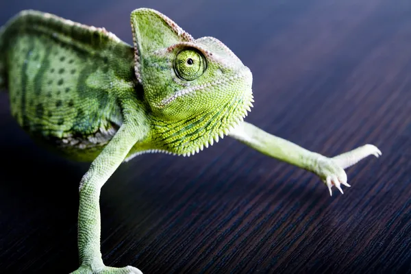 Chameleon — Stock Photo, Image