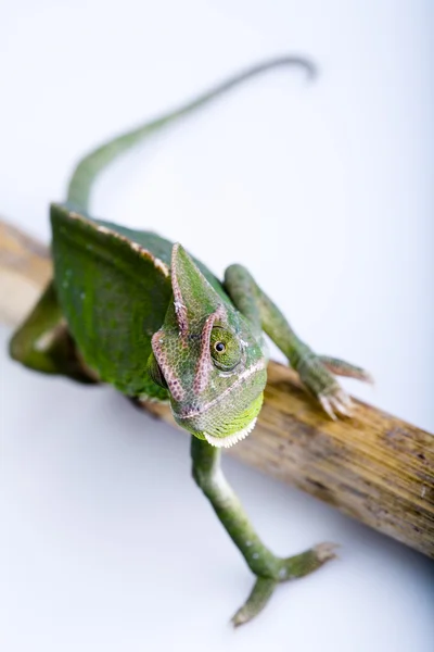 Chameleon — Stock Photo, Image