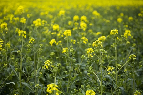 Campo di colza — Foto Stock