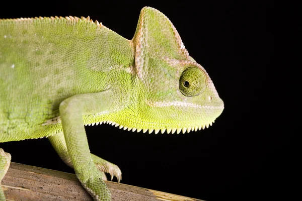 Chameleon — Stock Photo, Image