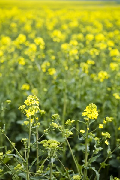 Campo di colza — Foto Stock