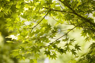 yaprakları arka plan