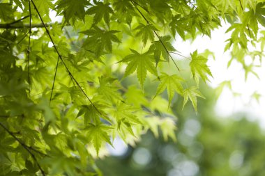 yaprakları arka plan