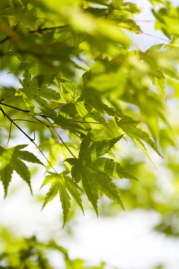 yaprakları arka plan